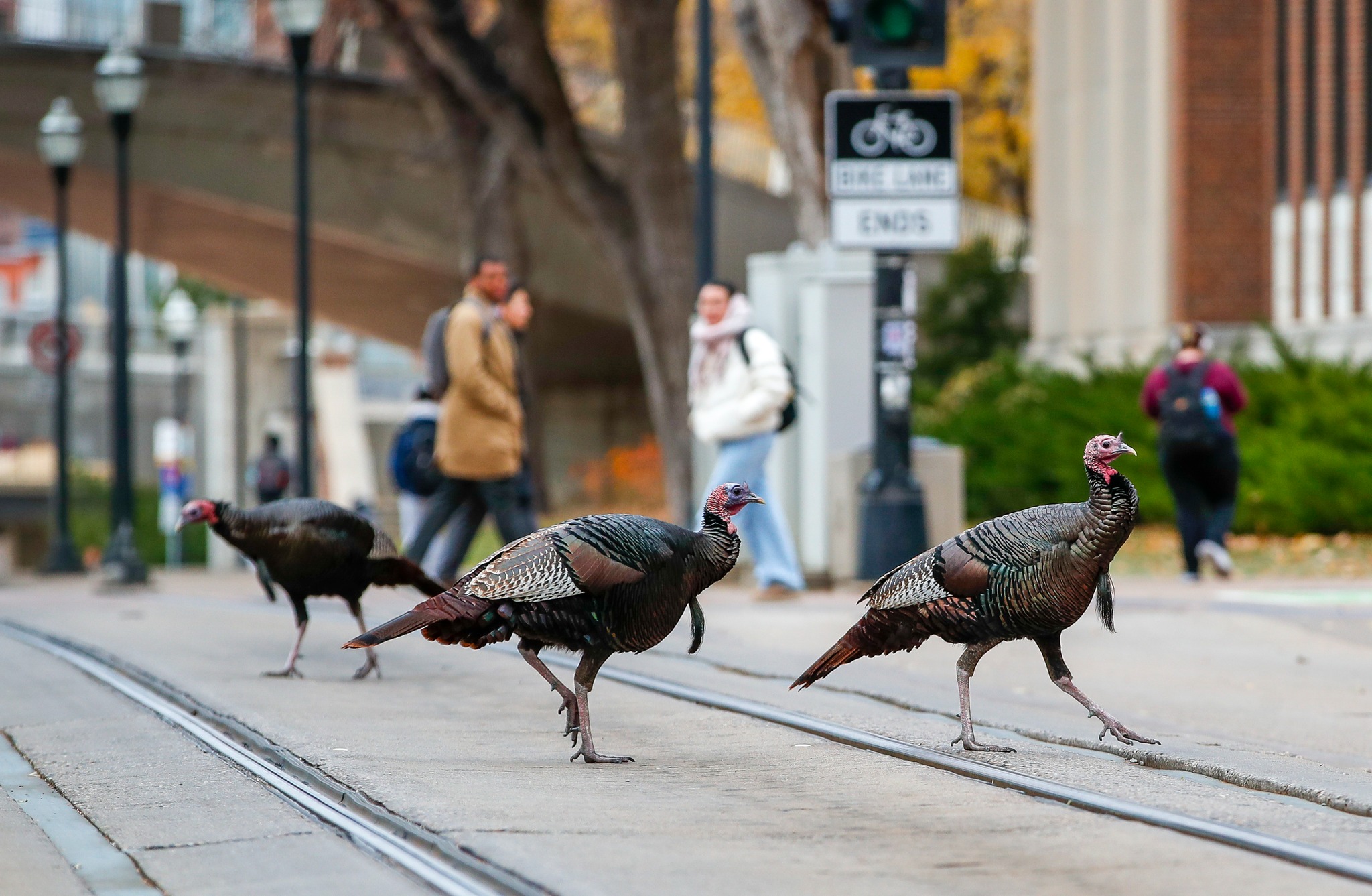 An image of turkeys invading the lightrail line at the University of Minnesota