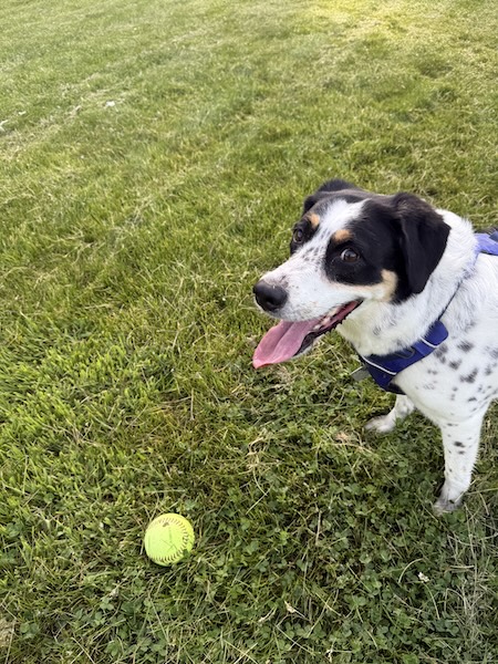 Gemma, a dog with a happy and friendly expression, sits indoors in a comfortable home setting, looking directly at the camera with a warm and joyful demeanor.